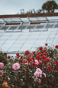 red and pink flowers in shallow photography thumbnail