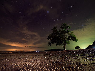 green leafed tree during starry night thumbnail