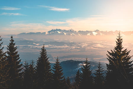 green pine tree landscape thumbnail