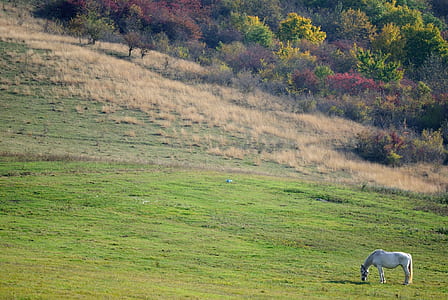 white horse at grass covered field thumbnail