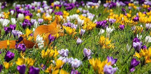shallow focus photography of brown squirrel surrounded by assorted-color flowers thumbnail
