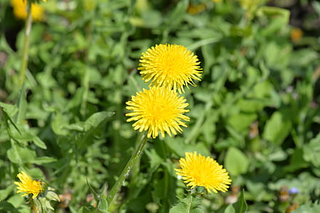 selective focus photography of flowers thumbnail