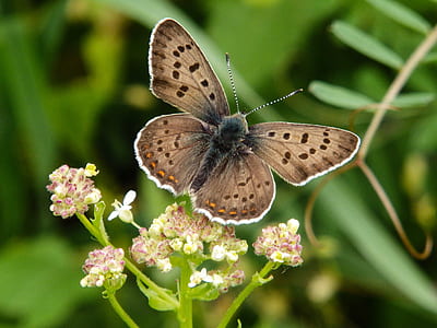 tilt shift photo of brown moth thumbnail