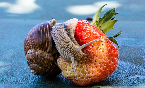 brown snail on strawberry thumbnail