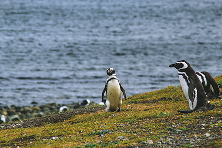 penguins near body of water thumbnail