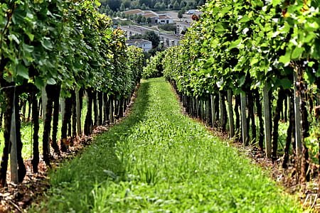 green leafed trees surrounded by grass field thumbnail