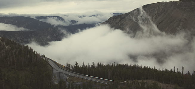 gray bridge near trees and fogs thumbnail