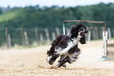 long-coated black and white dog running on grey sand during daytime thumbnail