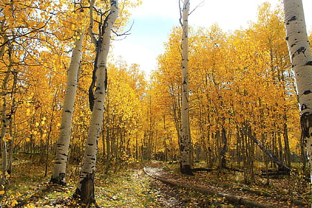 yellow trees thumbnail
