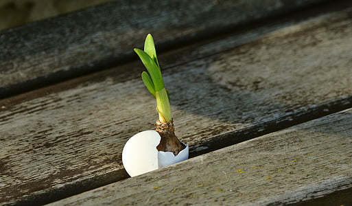 green leaf plant in white egg shell thumbnail
