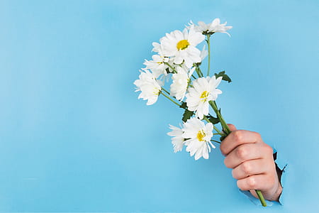 Hand Holds Daisies Through Paper Photo thumbnail