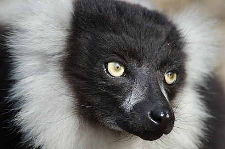 photography of white and black long coated animel thumbnail