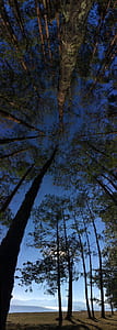 trees on top of the hill thumbnail