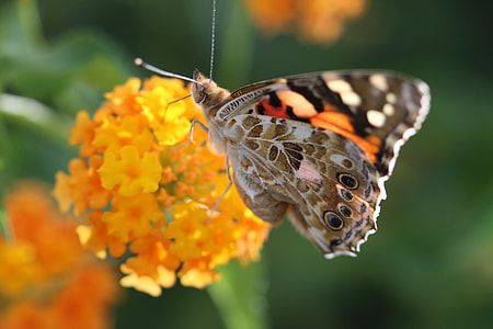 brown and orange butterfly on yellow Lantana thumbnail