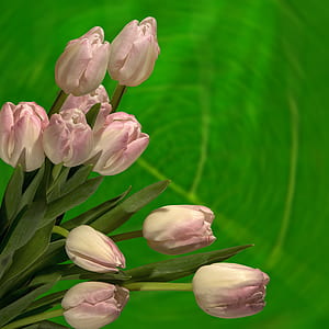 pink and white petal flowers thumbnail