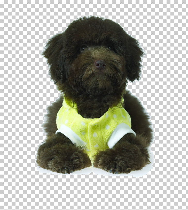 231 Schnoodle Png Cliparts For Free Download Uihere