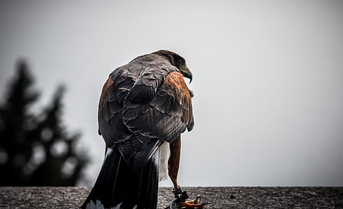 focus photo of brown and black eagle thumbnail