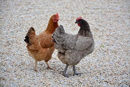 two gray and brown hens on stoned surface thumbnail