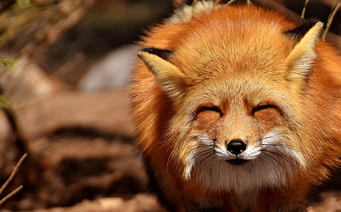 selective focus photo of a red fox thumbnail