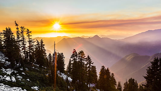 green trees during golden hour thumbnail