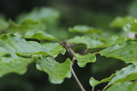 selective photograph green leafed plant thumbnail