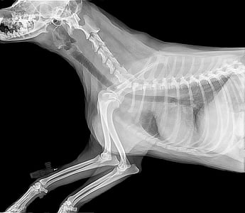 animal X-ray result thumbnail
