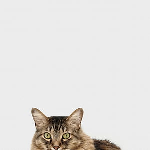 brown tabby cat photography thumbnail