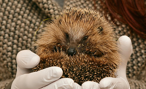 person holding brown hedgehog thumbnail