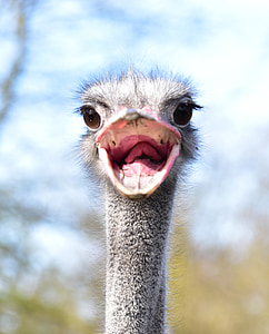 close-up photo of of ostrich thumbnail