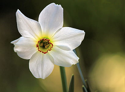 white petaled flowers thumbnail