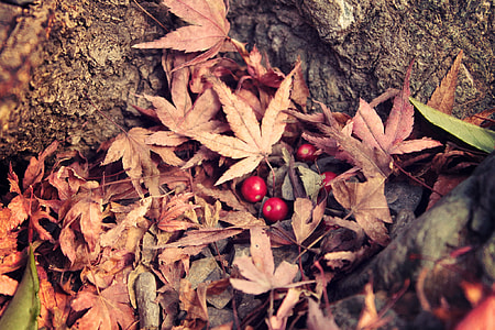 red jamaican berries on brown dried maple leaves thumbnail