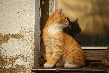 orange tabby cat sitting near window pane thumbnail