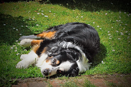 adult tri-color St. Bernard on green grass thumbnail