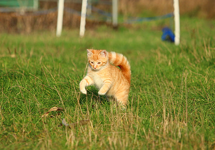 orange tabby cat running on green grass field thumbnail