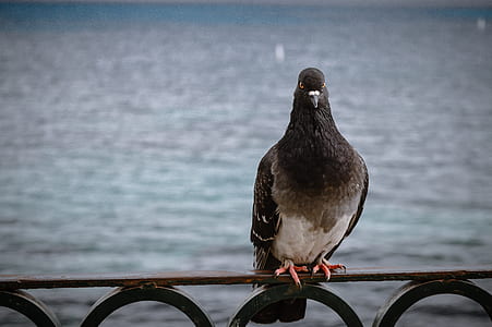 rock pigeon on black wire thumbnail