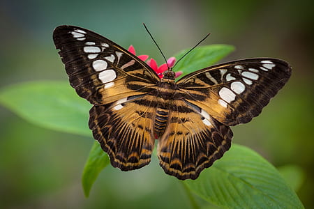 closeup photo of brown and black butterfly perching on red ixora flower at daytime thumbnail