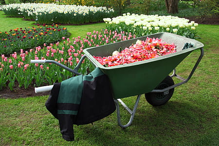 wheelbarrow with pink flower petals thumbnail