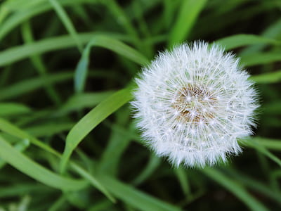 white dandelion plant thumbnail