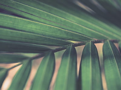 close-up photography of green plant thumbnail