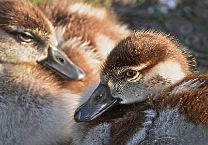 brown ducks thumbnail