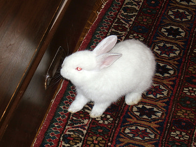 White Dwarf Rabbit thumbnail
