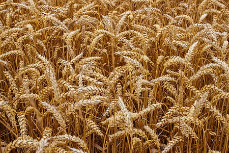 wheat field thumbnail