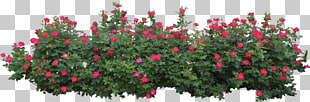 Shrub Flower Rose , Bushes , red rose beside green leaves PNG clipart