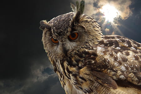 shallow focus photo of brown and black owl thumbnail