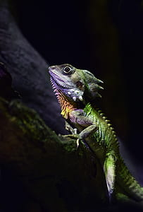 green, purple, and orange lizard on black surface thumbnail