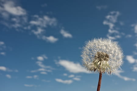 close-up photo of dandelion thumbnail
