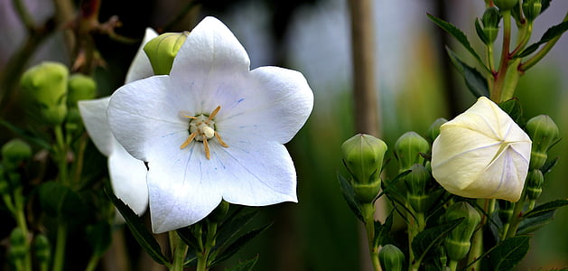 white flowers thumbnail