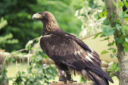 black, brown, and yellow bird thumbnail