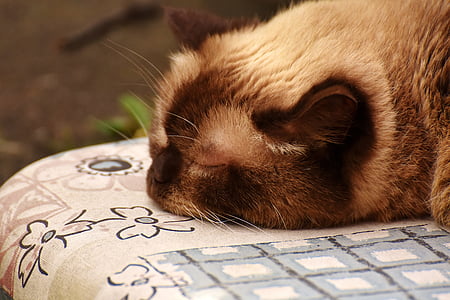 brown Siamese cat thumbnail