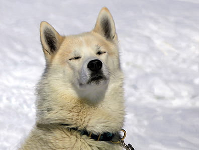 short-coated white dog taken daytime thumbnail